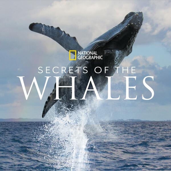 鲸鱼的秘密 纪录片 原声音乐 2021