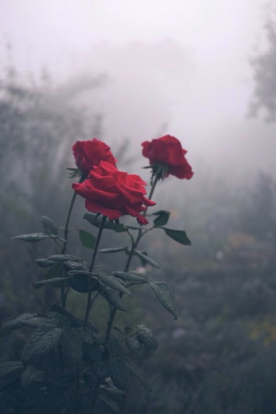 Rose Petals (Radio Edit)
