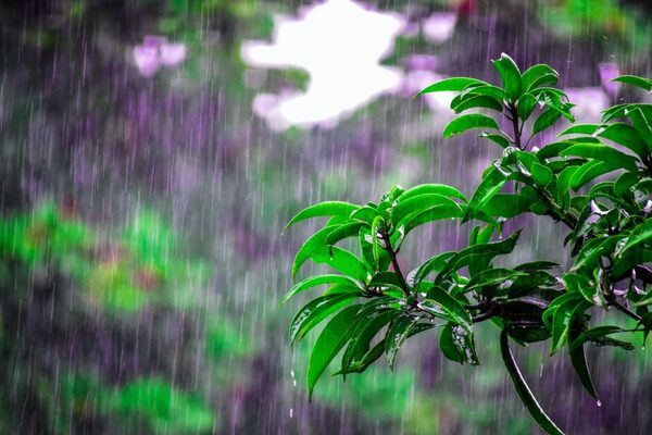 初夏の雨 