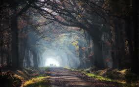 Radieuse Nature 