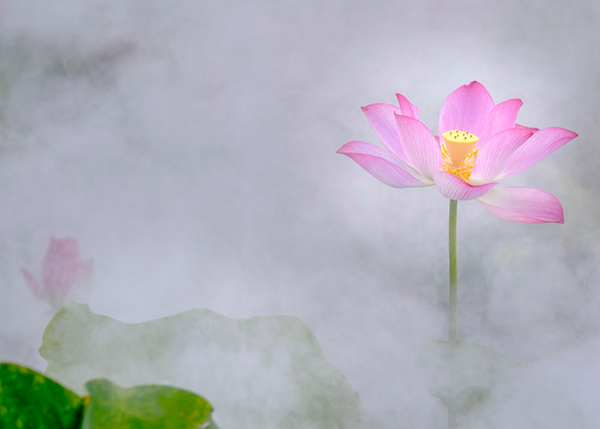 雾里看花