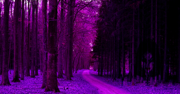 紫（夜色钢琴）