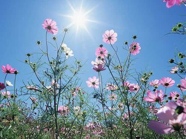 阳光下的花儿
