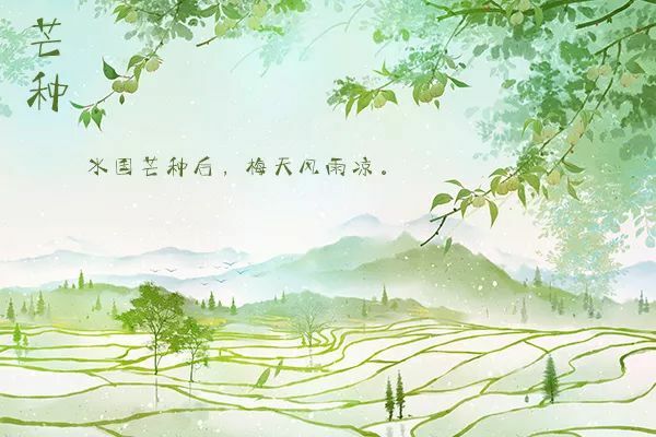 芒种 