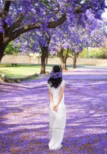 Jacaranda（蓝花楹 ）