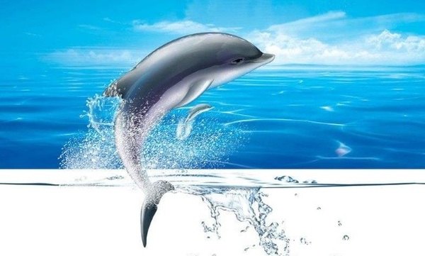 Dolphin Serenade（ 海豚小夜曲）