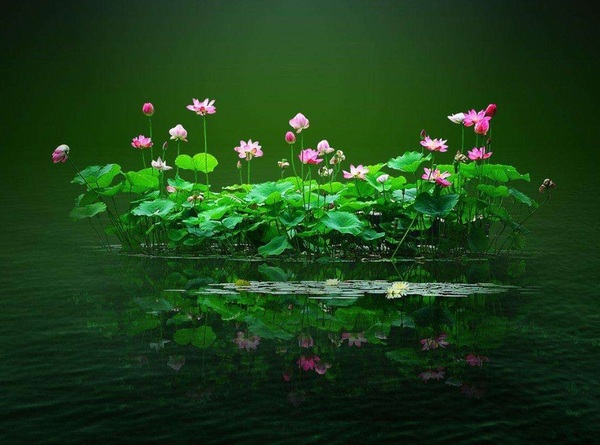 Lotus in the Marsh （沼泽中的莲花）
