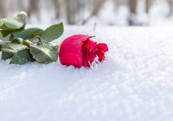 When The Snow Is On The Roses