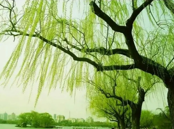 Down by the Willow Tree（在柳树下）