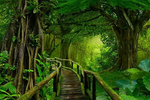 Wonder Wood