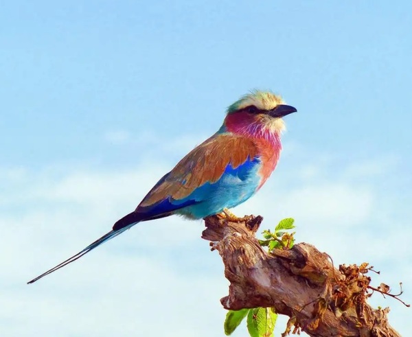 Birds Paradise（鸟类天堂）