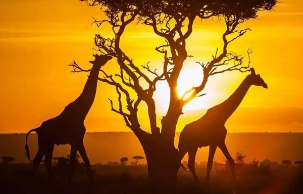 African Sunset(非洲日落)
