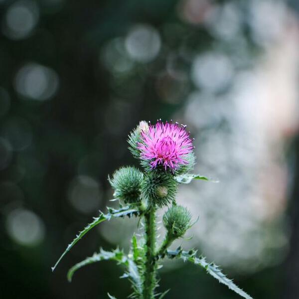 CirsiUm (reprise)