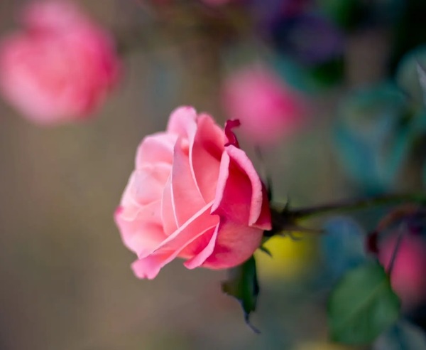 Rosée du matin（早晨的玫瑰 ）