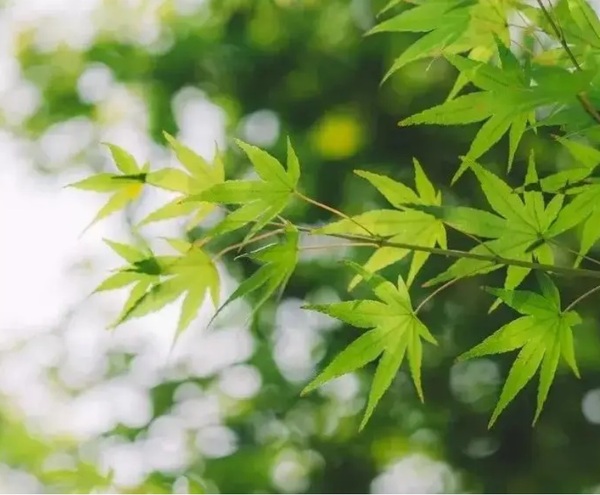 A Shimmer Of Leaves（树叶的微光）