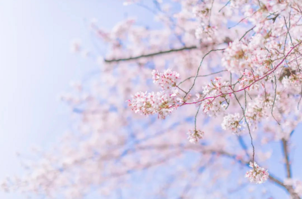 飞花（夜色钢琴）