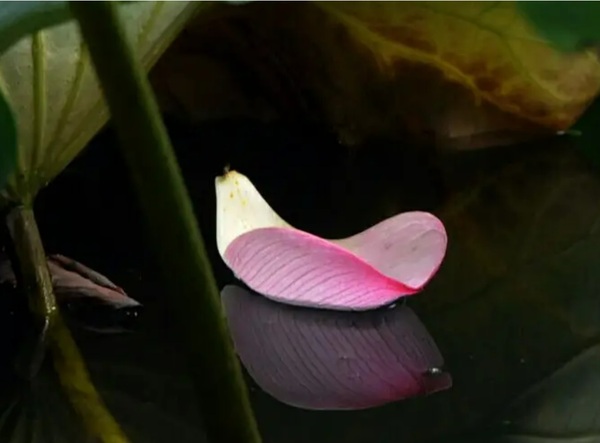 落花