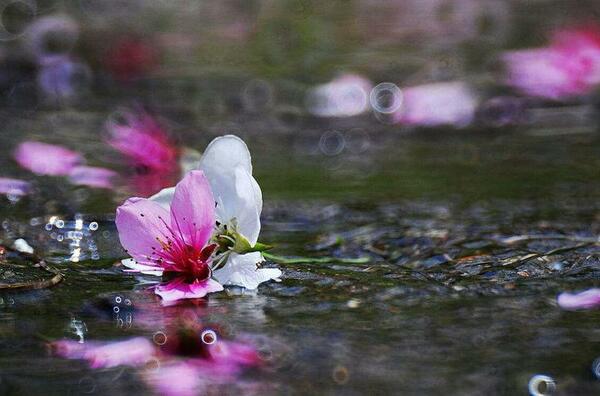 花雨落