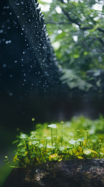 杭州清晨的雨