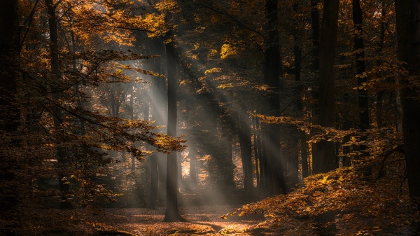 Breath Of The Forest