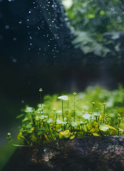 新雨  