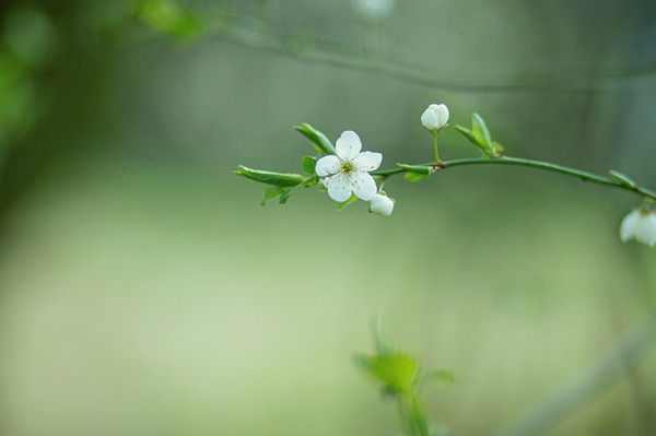 春天的花朵  