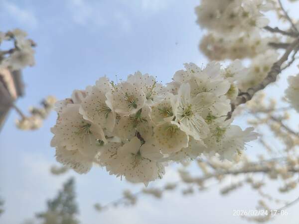 一壶清茶雅舍香