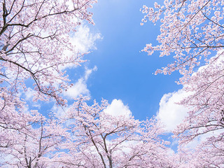 願桜  