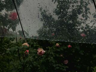 雨季 