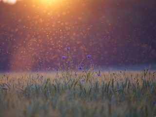 Breaking Daylight