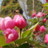 菩提树